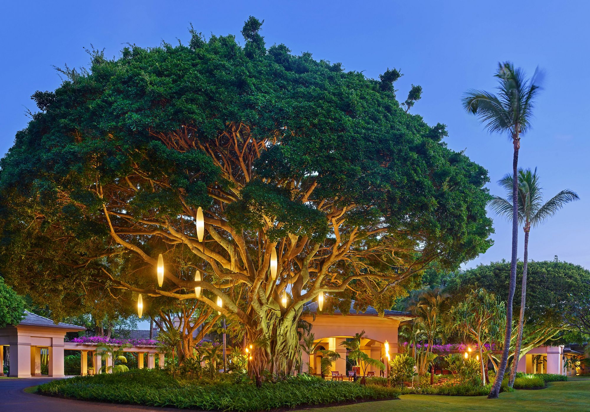 The Ritz-Carlton, Kapalua - Banyan Tree