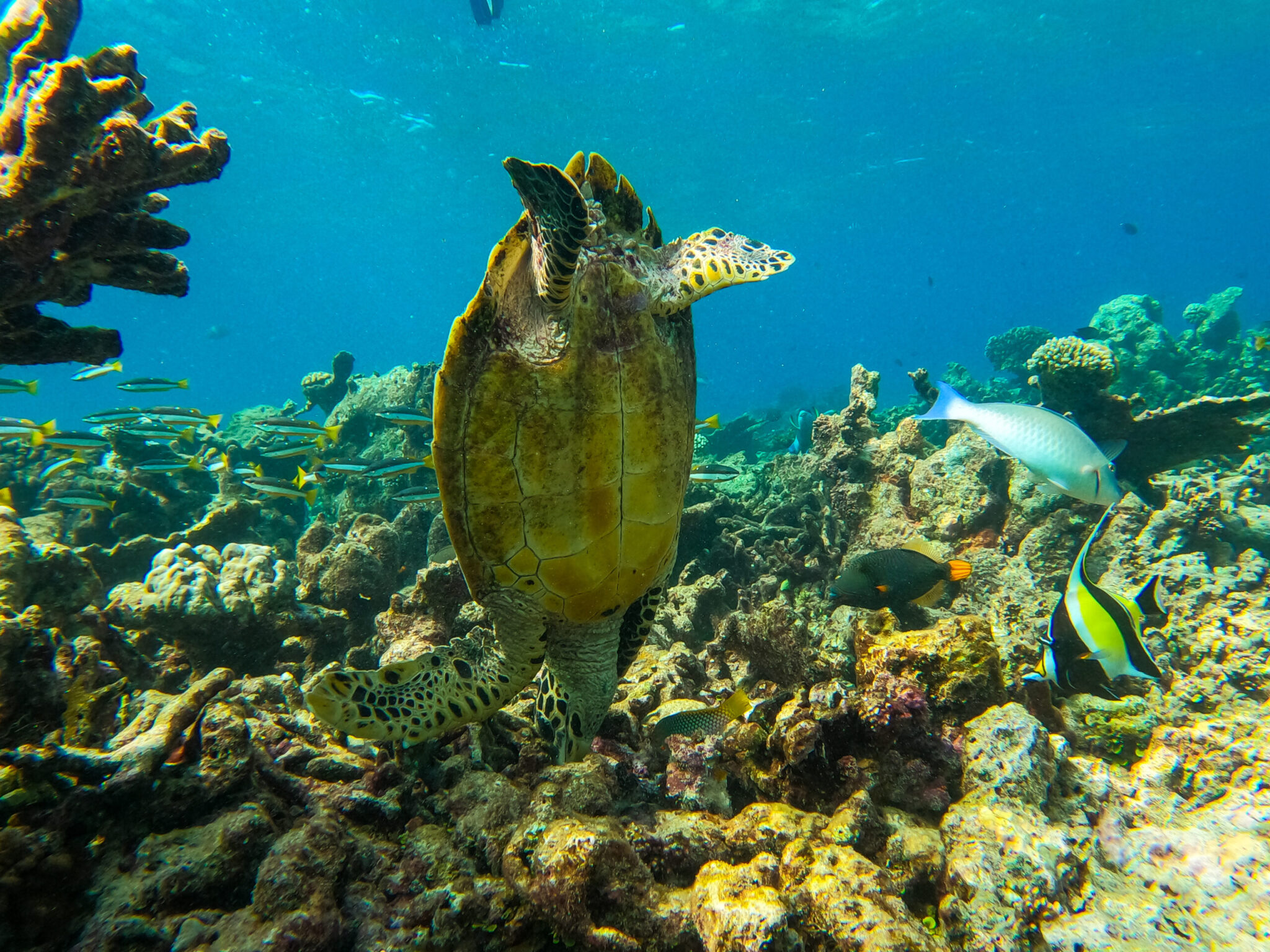 Waldorf Astoria Maldives Ithaafushi sea turtle