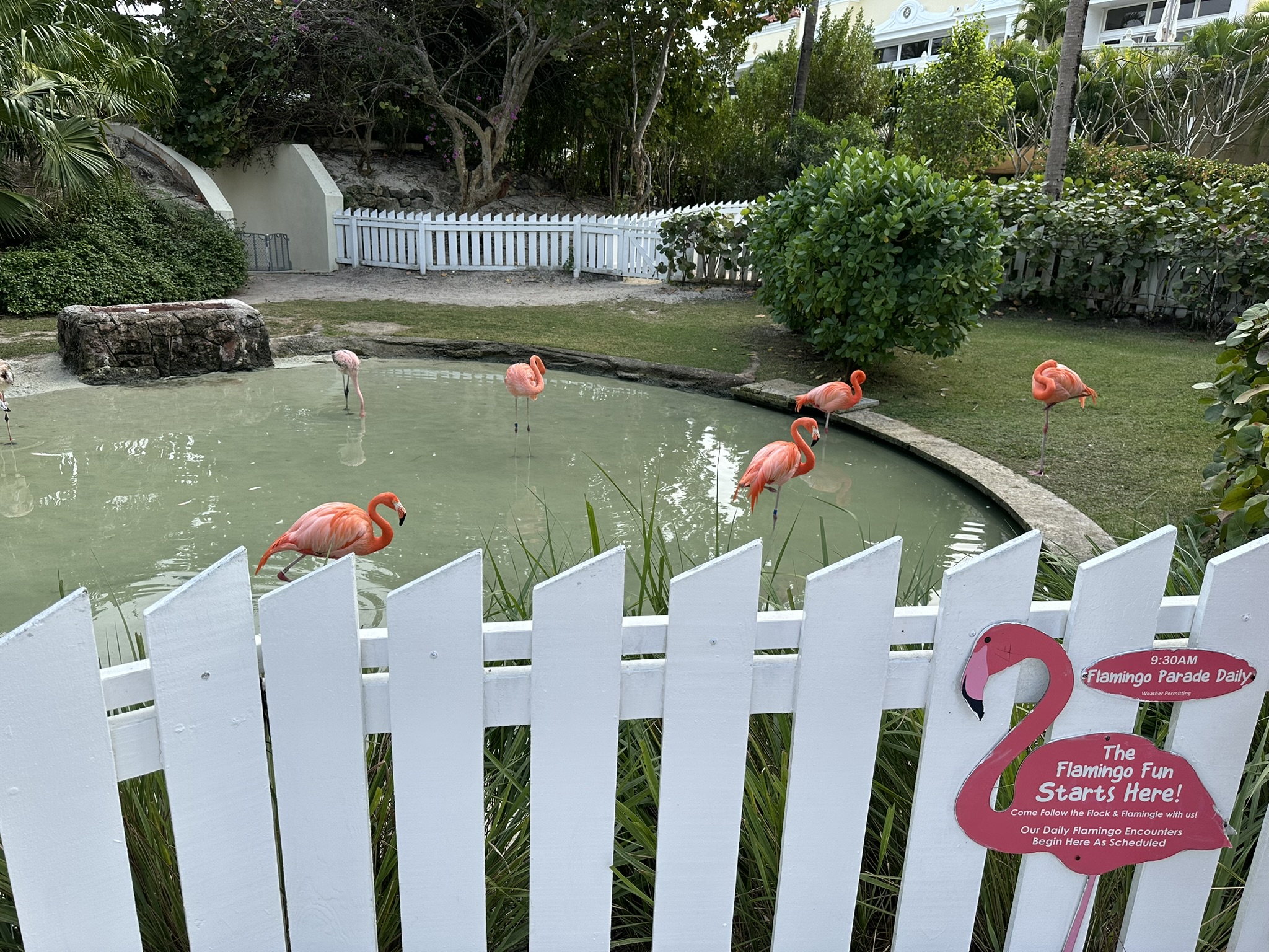 Baha Mar flamingos 2