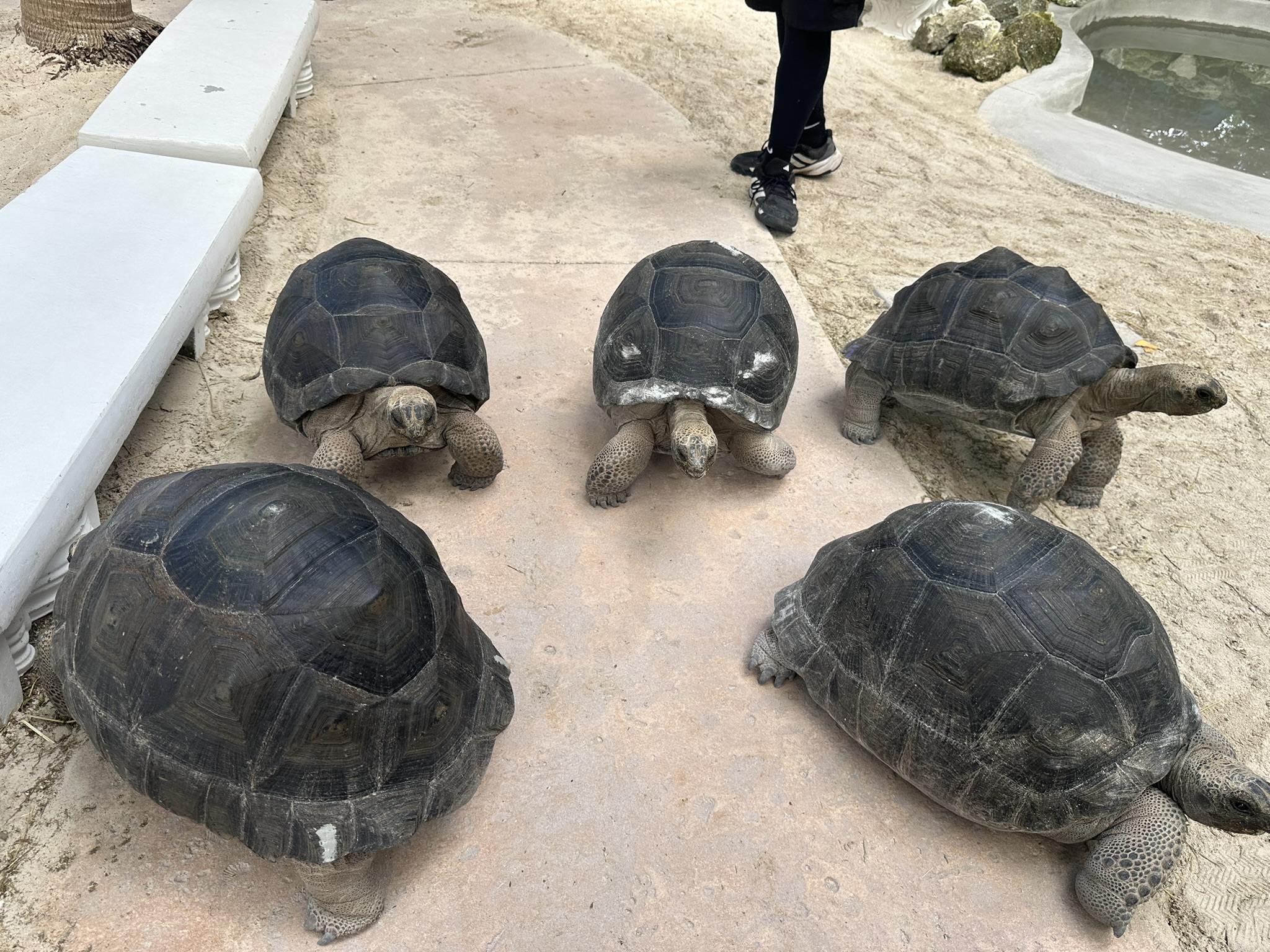 Baha Mar tortoises