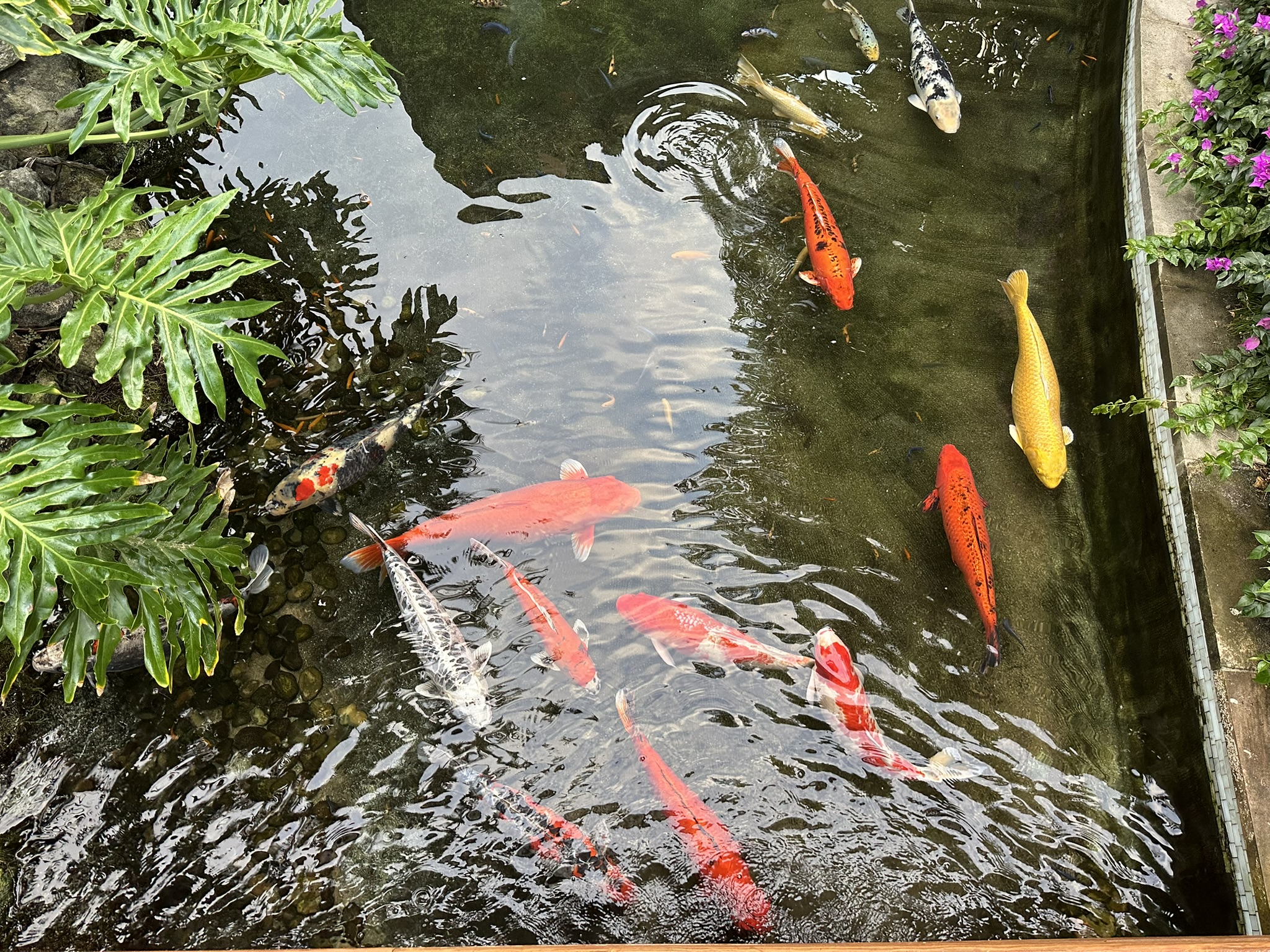 Costa koi fish